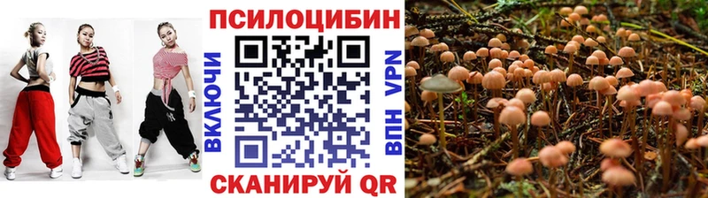 хочу наркоту  Александровское  Галлюциногенные грибы MAGIC MUSHROOMS 